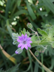 Geranium molle