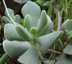 Adromischus caryophyllaceus
