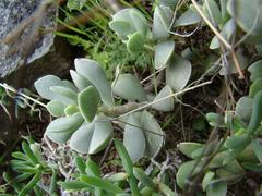 Adromischus caryophyllaceus