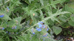 Pentaglottis sempervirens