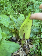 Arum maculatum