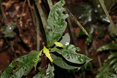Quintinia verdonii