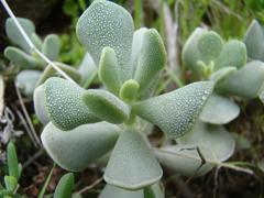 Adromischus caryophyllaceus