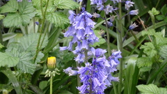 Hyacinthoides × massartiana