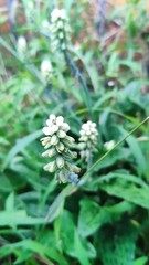 Drimiopsis