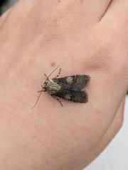 Agrotis puta