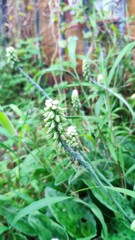Drimiopsis