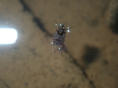 Ochterus