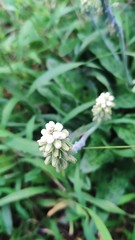 Drimiopsis