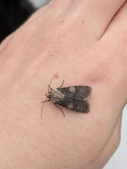 Agrotis puta
