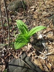 Veratrum nigrum