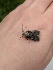 Agrotis puta