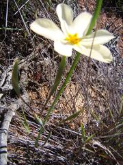 Moraea radians