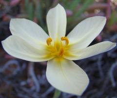 Moraea radians