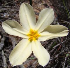 Moraea radians