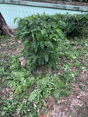 Senna surattensis