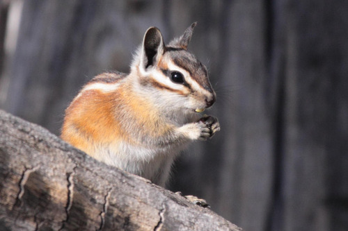 Lodgepole Chipmunk