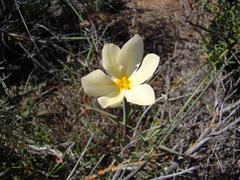 Moraea radians