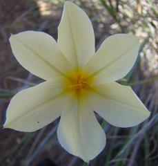 Moraea radians