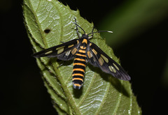 Amata perixanthia