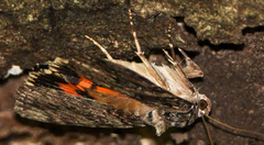Catocala umbrosa