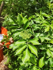Sambucus nigra