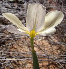 Moraea radians