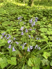 Hyacinthoides non-scripta