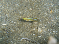 Koumansetta rainfordi