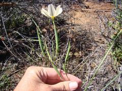 Moraea radians