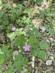Geranium robertianum