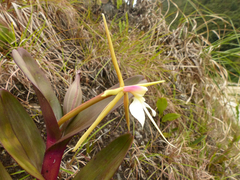 Epidendrum tridens