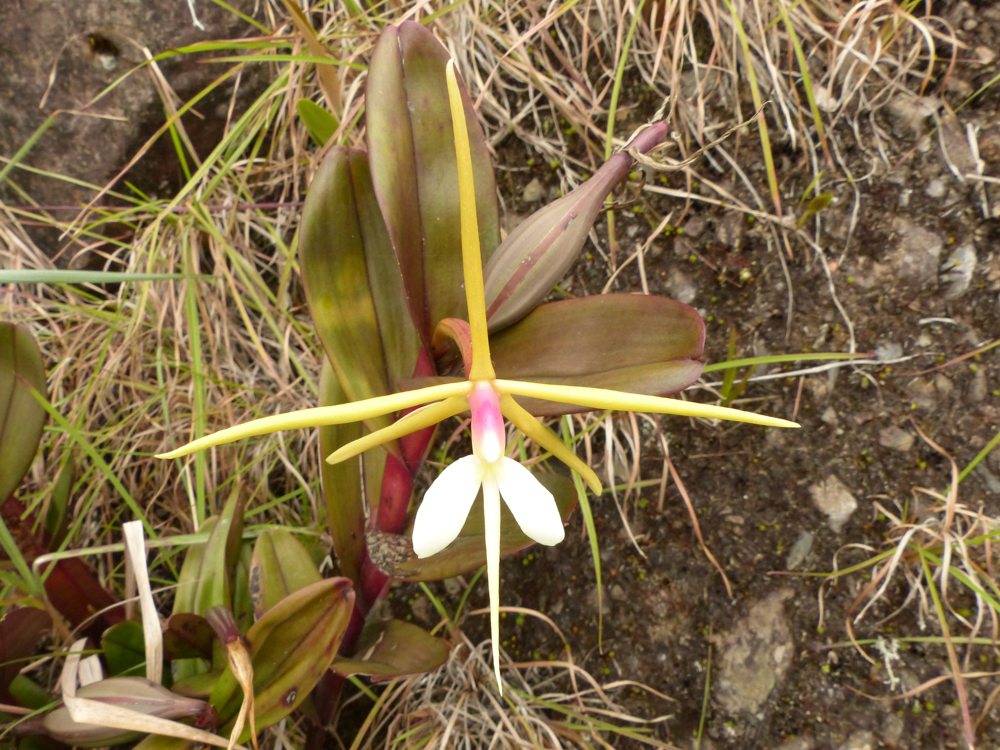 Epidendrum tridens