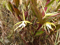 Epidendrum tridens