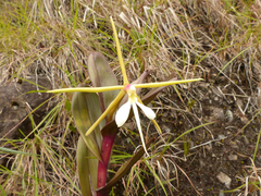 Epidendrum tridens