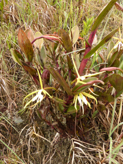 Epidendrum tridens