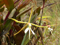 Epidendrum tridens