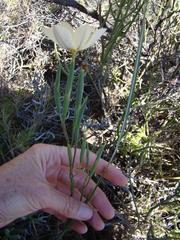 Moraea radians