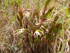Epidendrum tridens