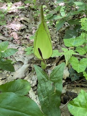 Arum maculatum