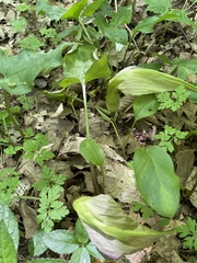 Arum maculatum