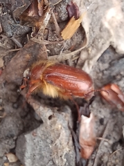 Holochelus