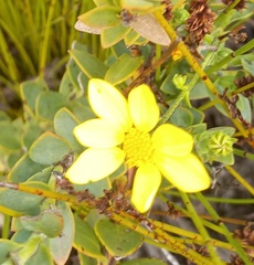 Osteospermum imbricatum