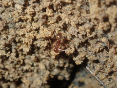 Aphaenogaster longiceps
