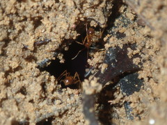Aphaenogaster longiceps