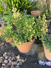 Erica sparrmanni