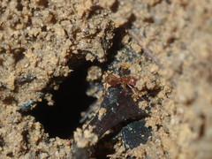 Aphaenogaster longiceps