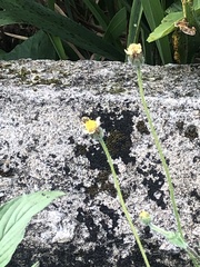 Asteraceae