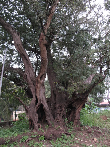 Tamarindus indica