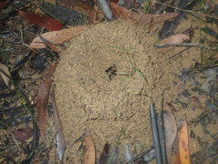Aphaenogaster longiceps